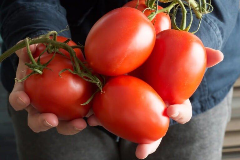 Plum Vs. Roma Tomatoes: Nutrition, Taste, And Homemade Recipes!