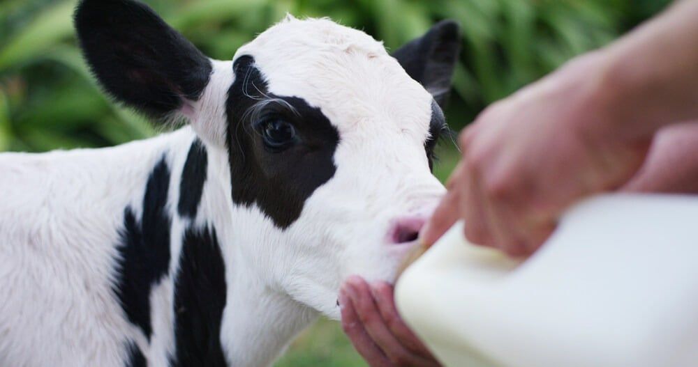 Hungry baby cow drinking fresh milk from a bottle.