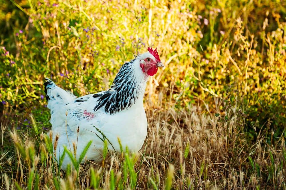Lovely Delaware hen foraging in a sunny meadow.