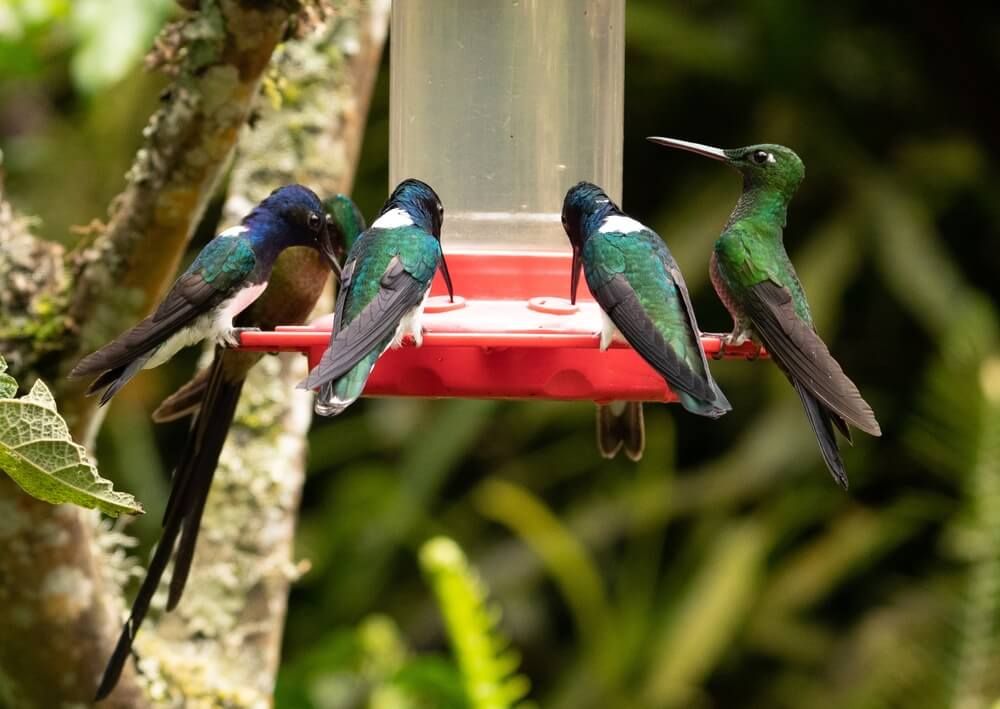 Many beautiful hummingbirds gathering around a feeder.
