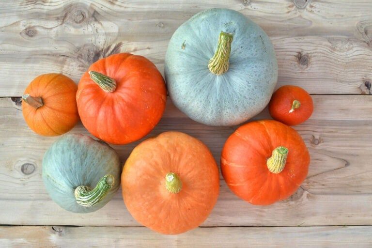 Will Pumpkins Ripen Off The Vine? Pumpkin Maturity And Harvesting Tips!