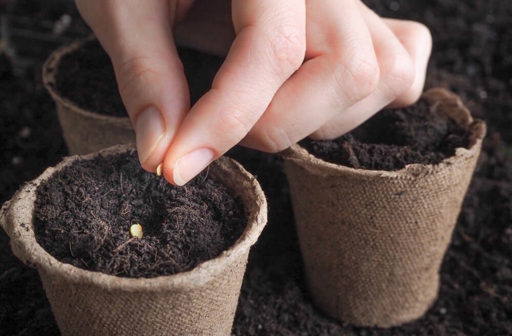 Planting tomato seeds in tiny peat growing cups.
