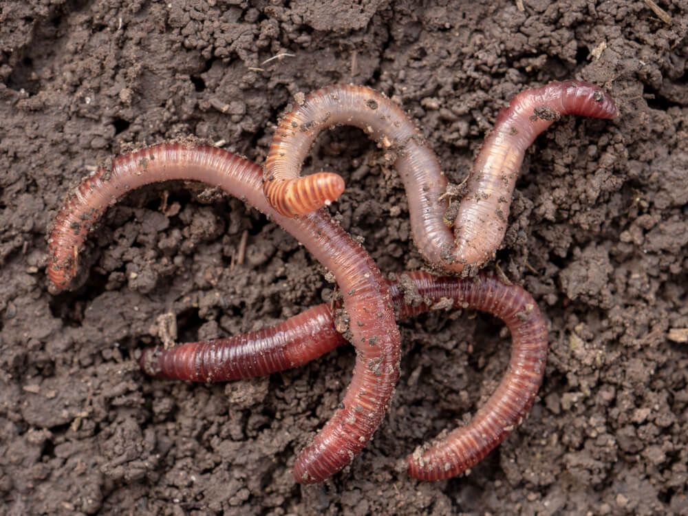 Plump earthworms wriggling in the fresh garden soil.