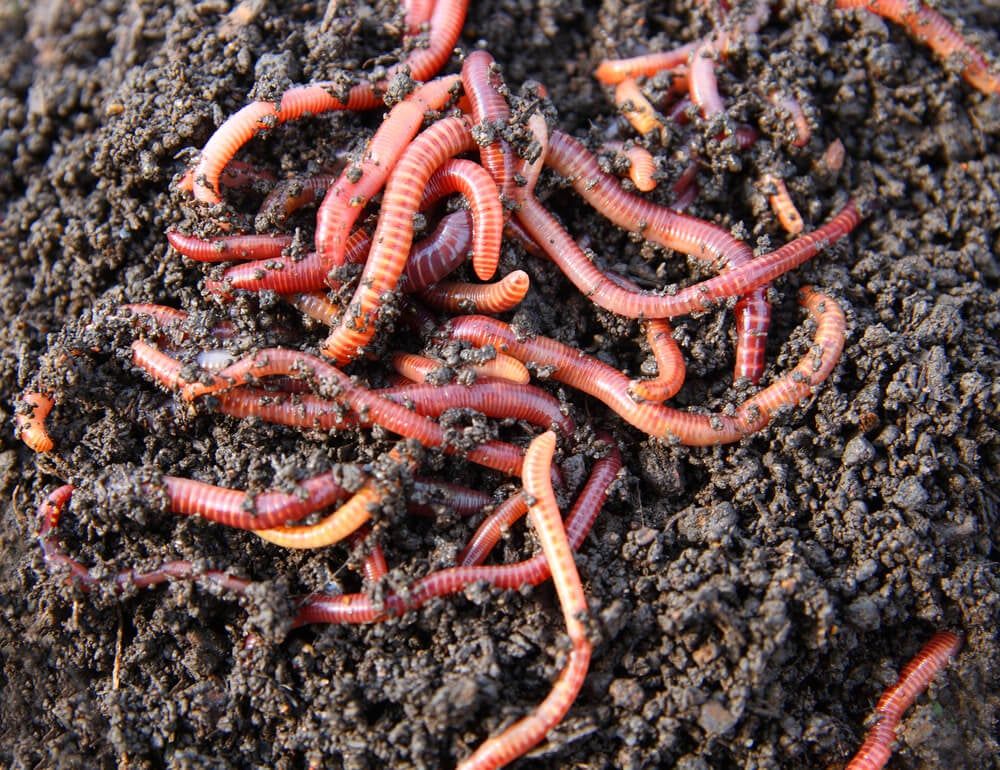 Several redworms squirming and wriggling in the backyard compost soil.