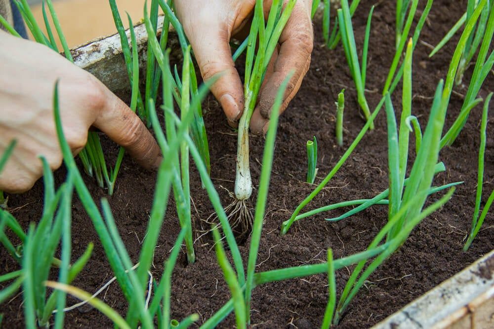 Troubleshooting onion seedlings growing in a small garden bed.