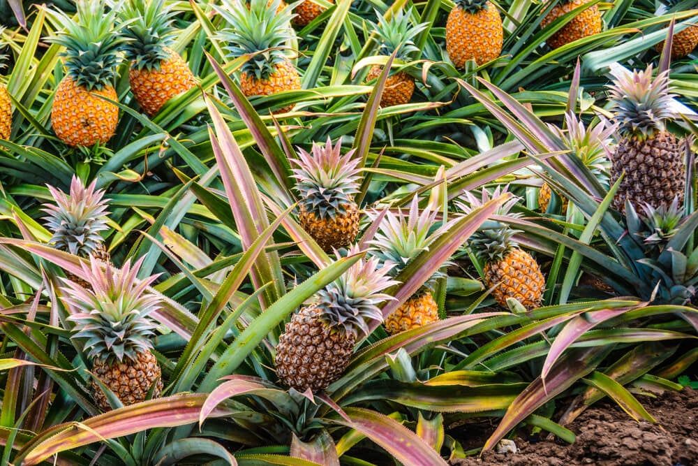 Yummy pineapple fruits growing in an organic garden.