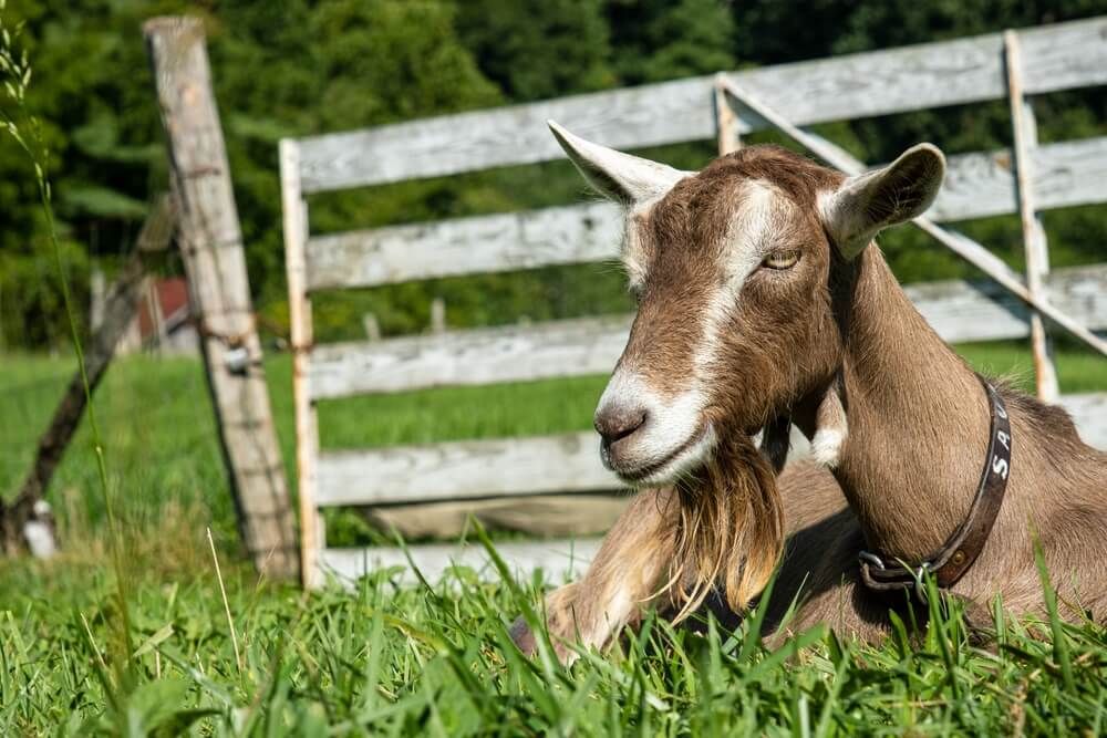 Epic Toggenburg goat with a mighty beard lounging on a lovely day.