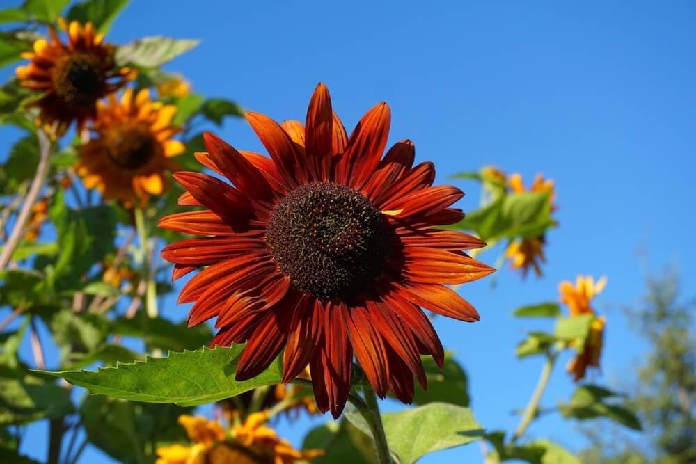 Gorgeous velvet queen sunflower blooming on a summer day.
