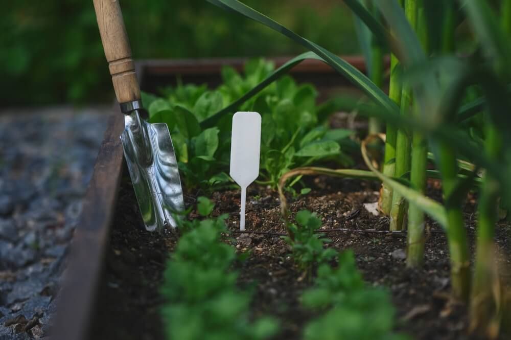 Planting fresh parsley in a tiny farm or garden plot.
